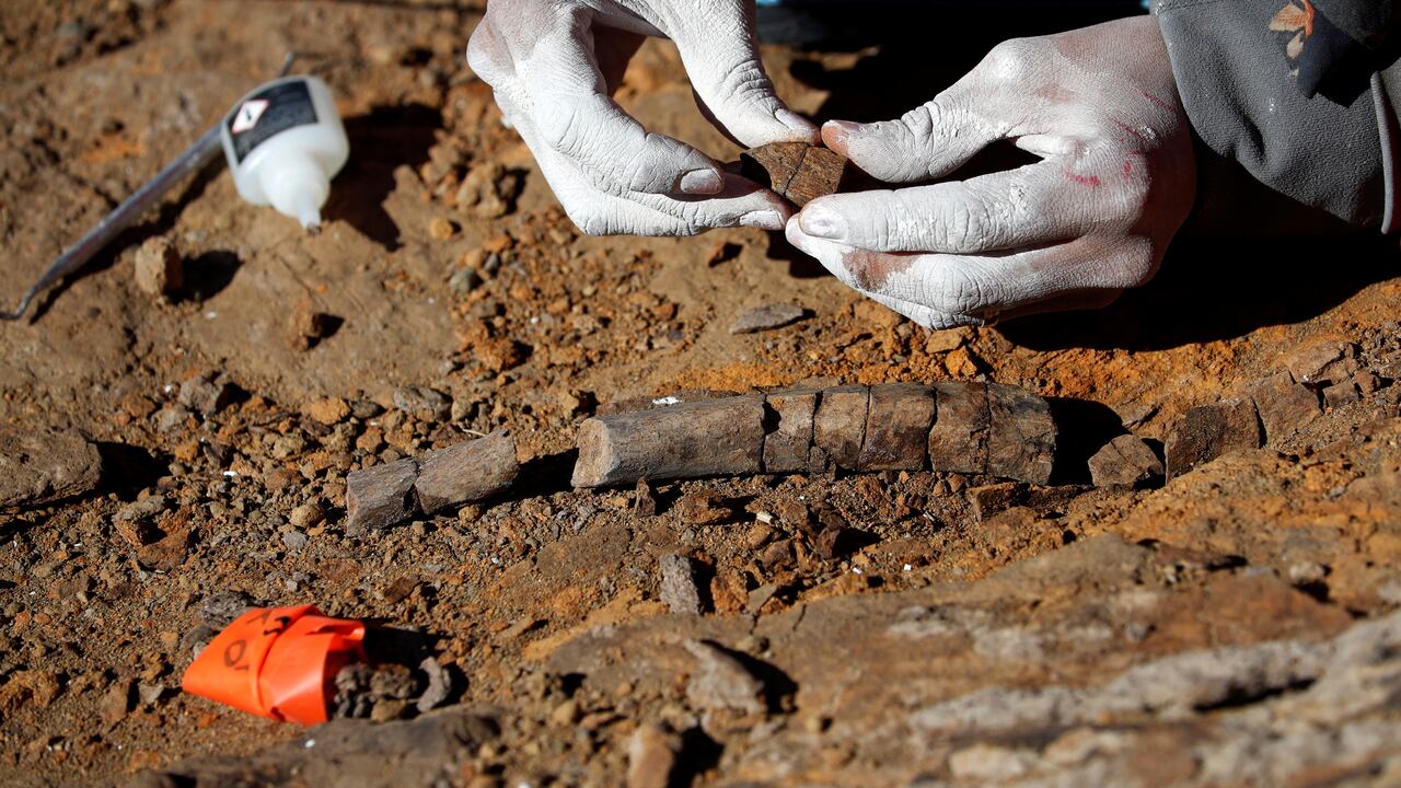 Un paleontólogo comprueba  huesos fosilizados de dinosaurio (imagen de referencia)