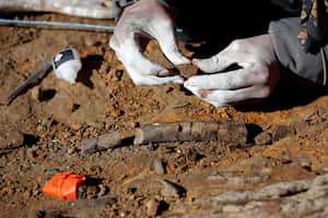 Un paleontólogo comprueba  huesos fosilizados de dinosaurio (imagen de referencia)