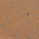 Los místicos círculos de hadas, Parque Namib-Naukluft, Namibia.