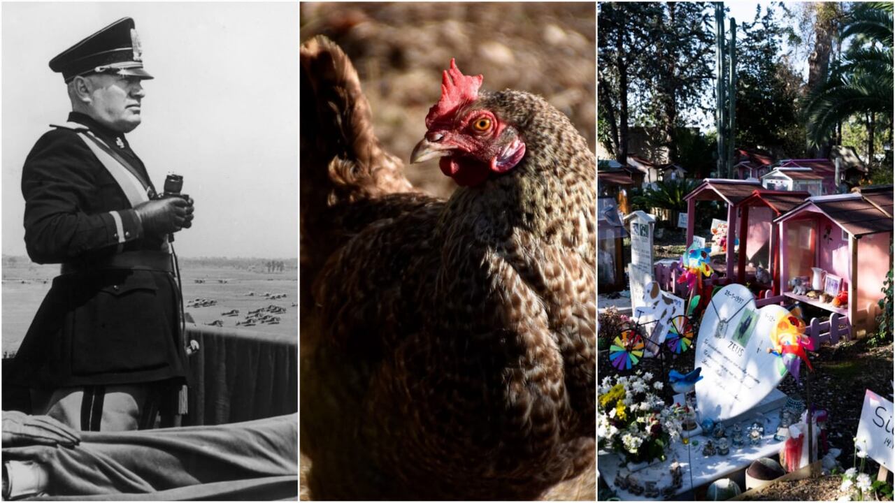 El cementerio de los animales en Roma cumple 100 años.