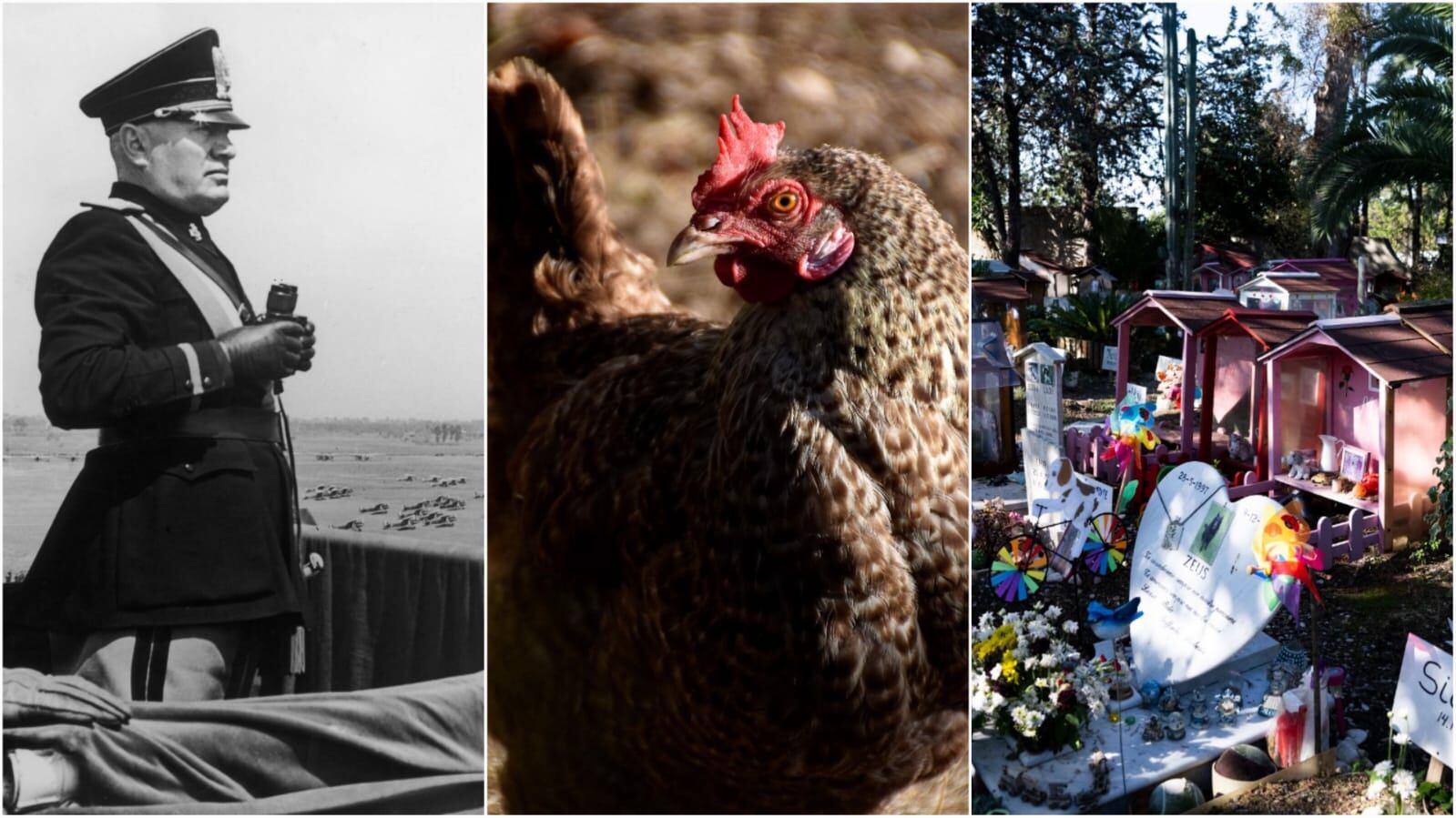 El cementerio de los animales en Roma cumple 100 años.
