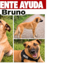 Bruno, perro desaparecido en Bogotá.