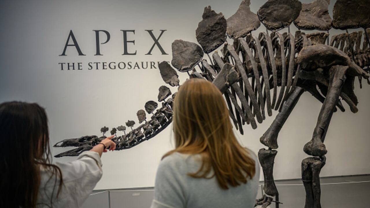 “Apex”, como fue bautizado este raro ejemplar, murió de viejo como lo evidencian su gran tamaño (3,3 metros de alto y 6 de largo, mucho mayor que cualquiera de los animales de su especie encontrados hasta ahora), la artritis en sus caderas y algunas vértebras pegadas entre sí.