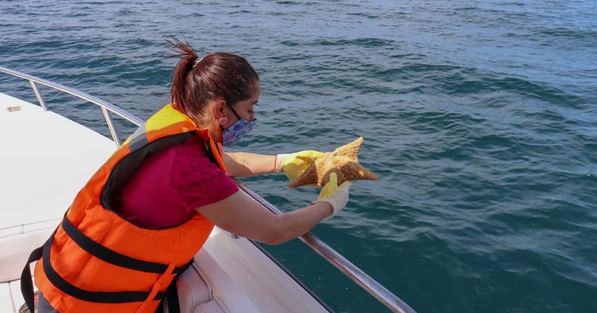 1.030 especímenes de mar regresaron a su hábitat natural.