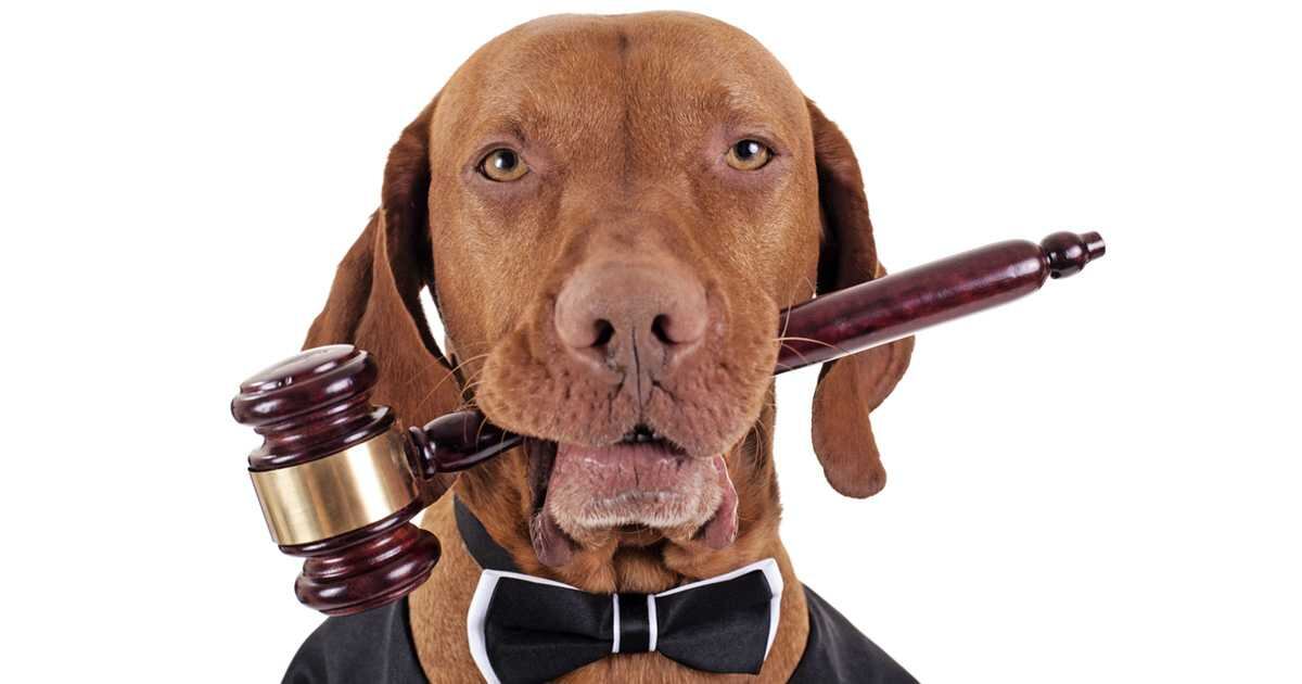 Las leyes protegen los derechos de los animales.