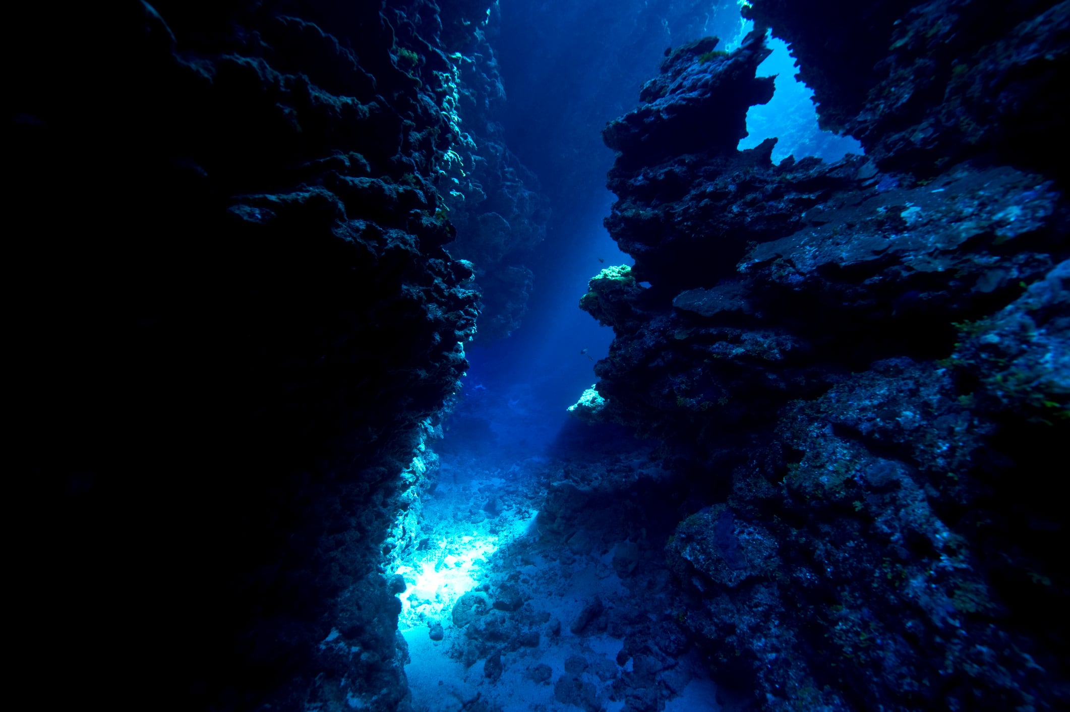 La ciencia encontró arrecifes donde ciertos corales siguen prosperando.