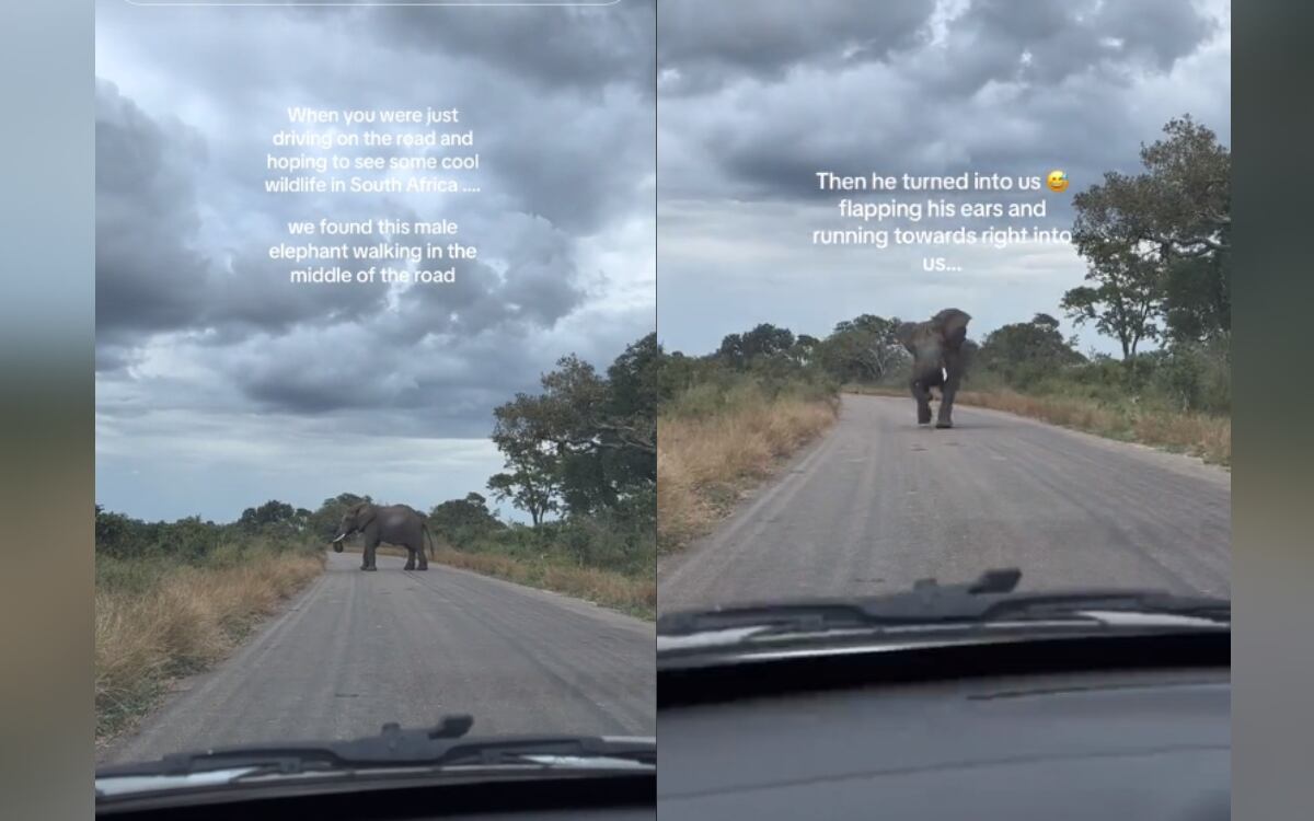 Fotograma:0.10 Tik Tok: @itstianyang First time got chased by a big angry male elephant