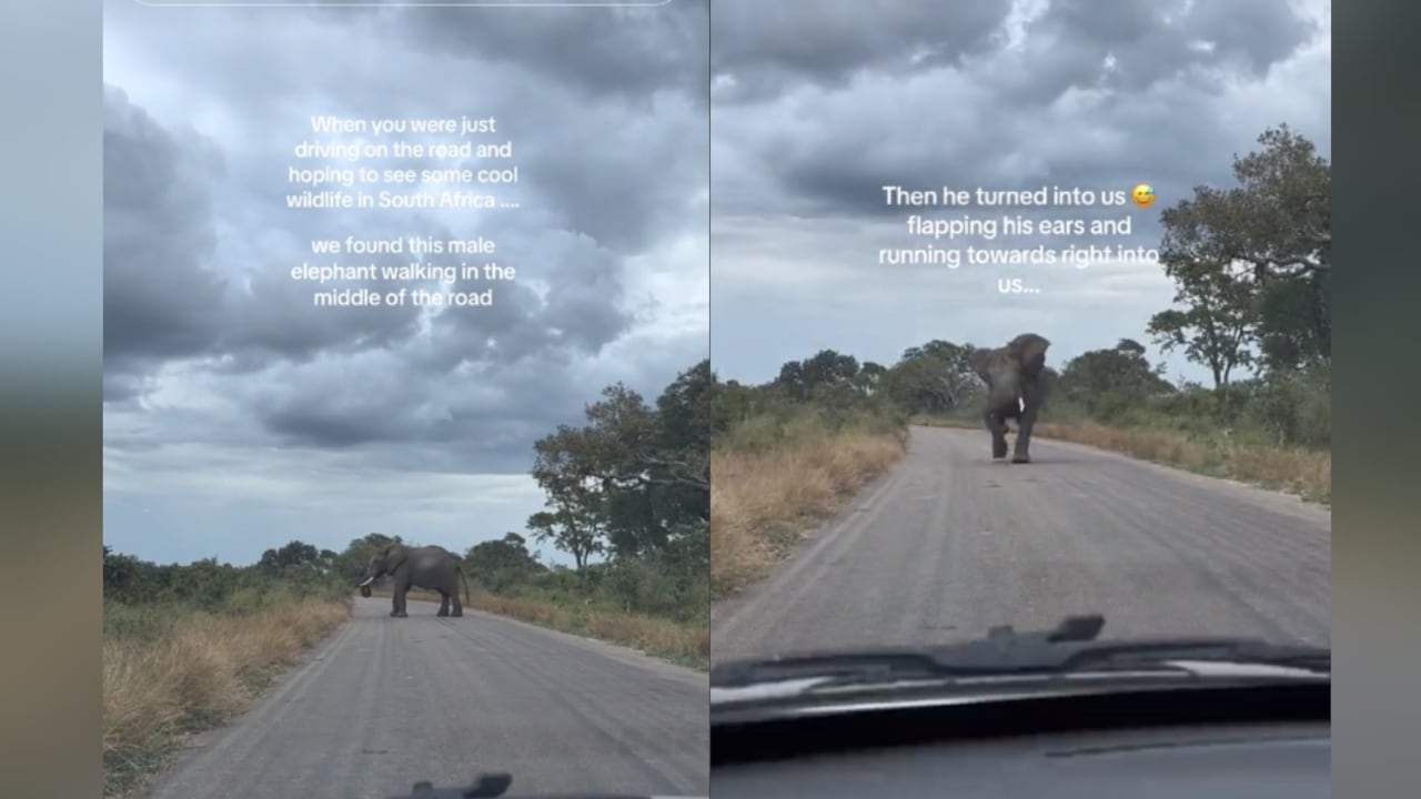 Tyanyang Li cuenta que comenzaron a retroceder por la carretera para evitar que el animal los alcanzara.