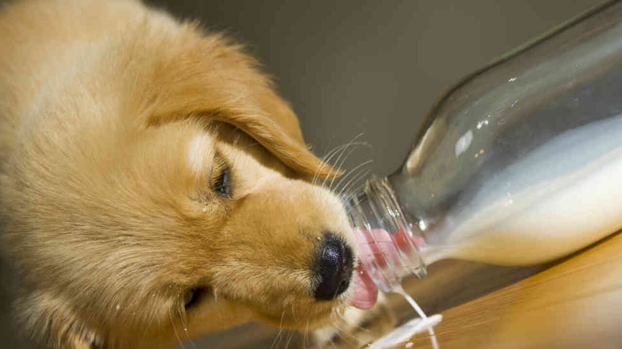 Aprende cuál es el tipo de nutrición ideal para la etapa más determinante en la vida de tu cachorro.