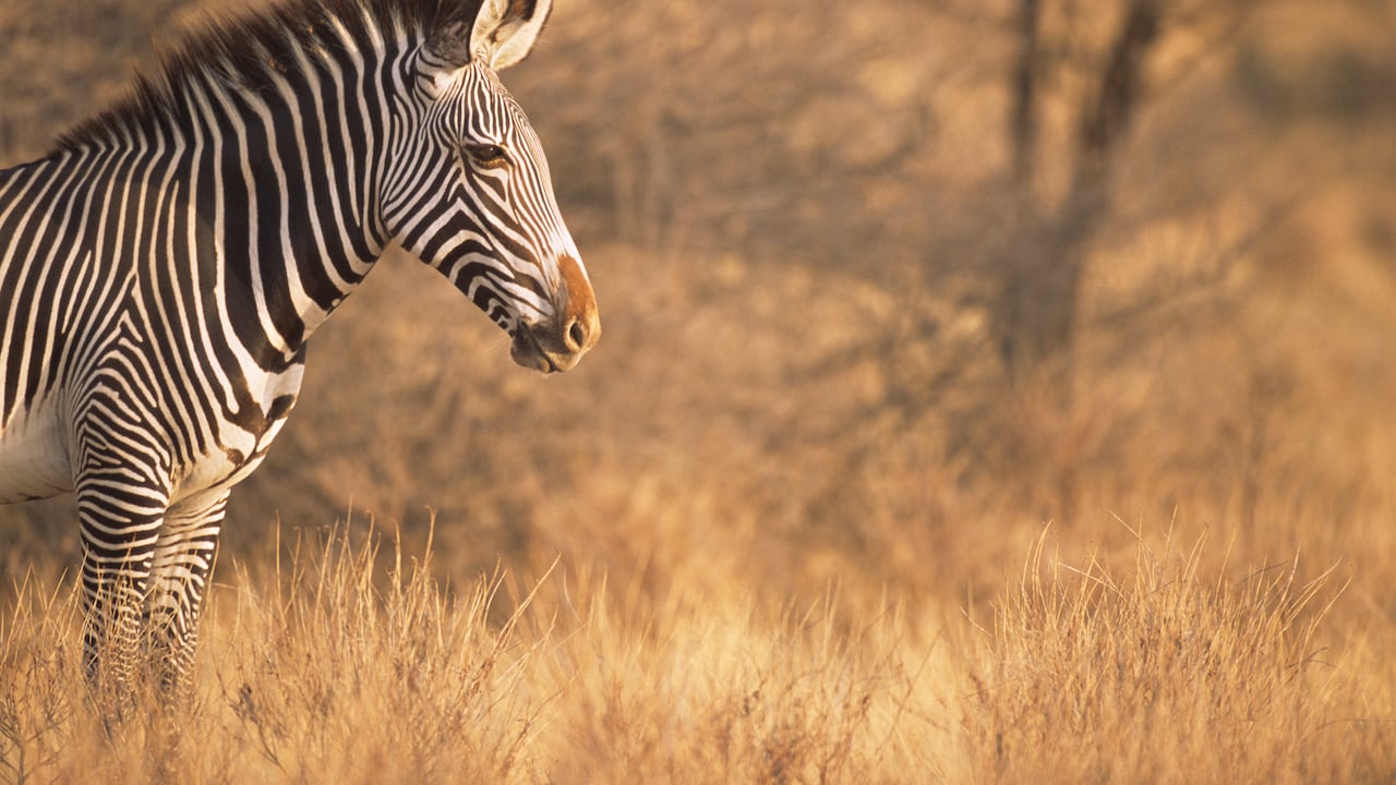 La cebra ha sido una de las más afectadas por la sequía.