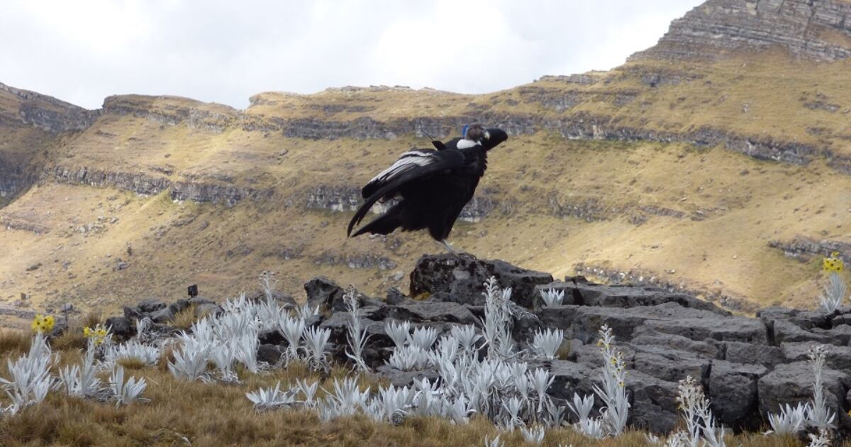 La deforestación y cacería tienen al borde de la extinción a este animal silvestre que hace parte de un símbolo patrio.