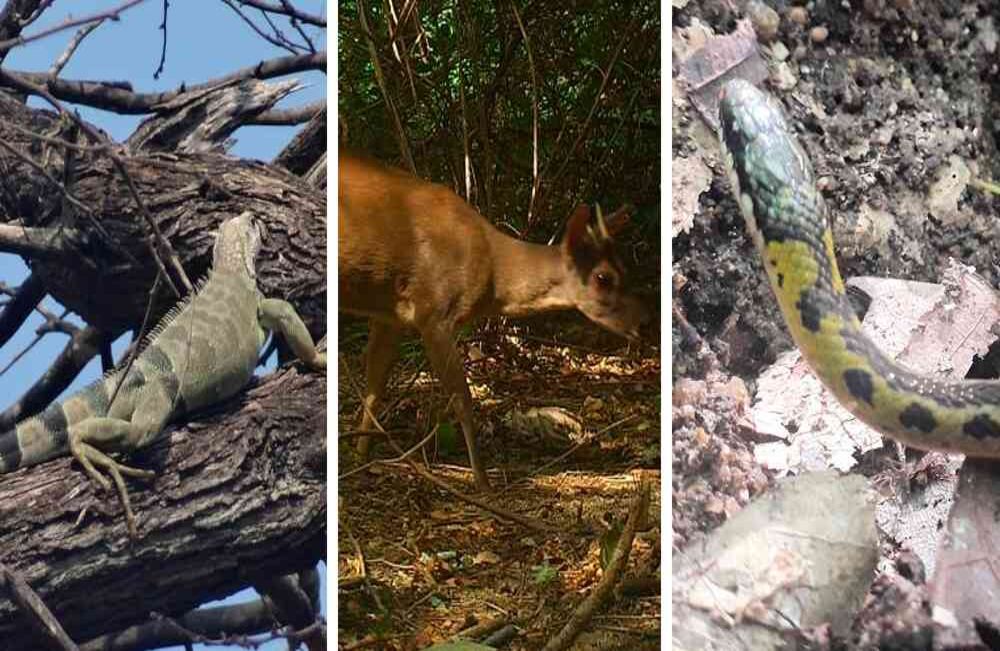 Estas son algunas de las especies que pudieron observarse 
