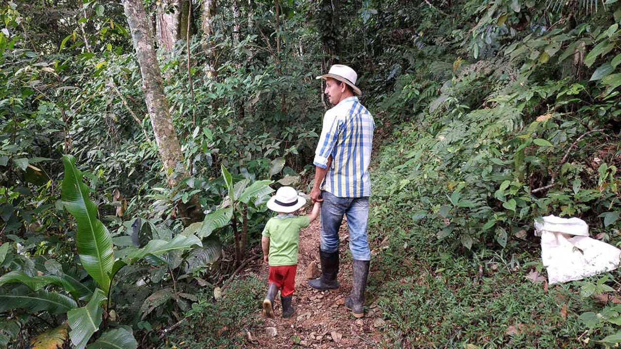 Don Jorge y su hijo menor recorren a diario el bosque de 12 hectáreas de su finca y los cafetales que les dan de comer. Hacen parte de las 81 familias del Caquetá que participaron en el proyecto de incentivos a la conservación ambiental. Foto: Jhon Barros