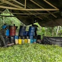 Desmantelados cinco laboratorios de coca en Chocó tras operaciones conjuntas de las Fuerzas Armadas; pertenecerían al Clan del Golfo