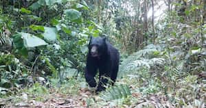 El oso de anteojos habita en las montañas de Versalles. Foto: Corporación Serraniagua.
