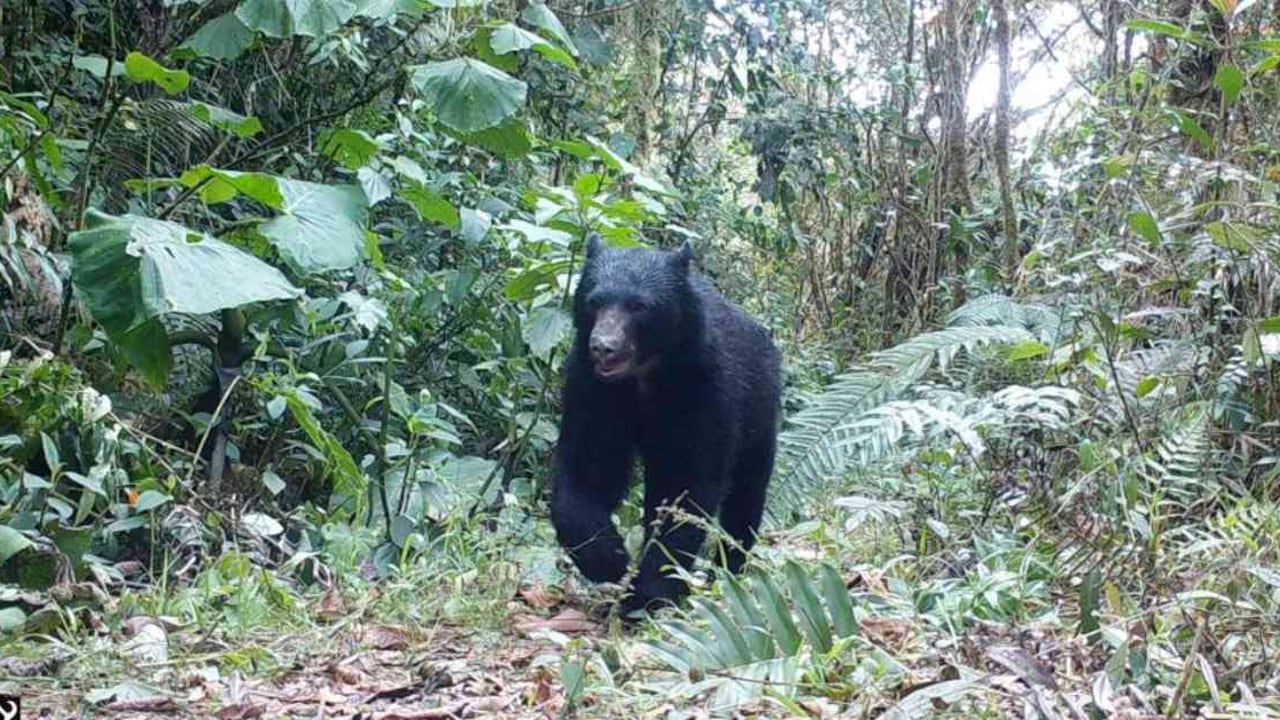 El oso de anteojos habita en las montañas de Versalles. Foto: Corporación Serraniagua.
