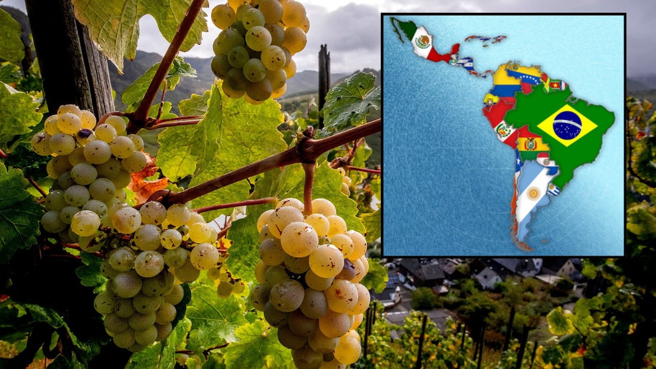País latinoamericano escala en el top de mayores productores de uvas a nivel mundial