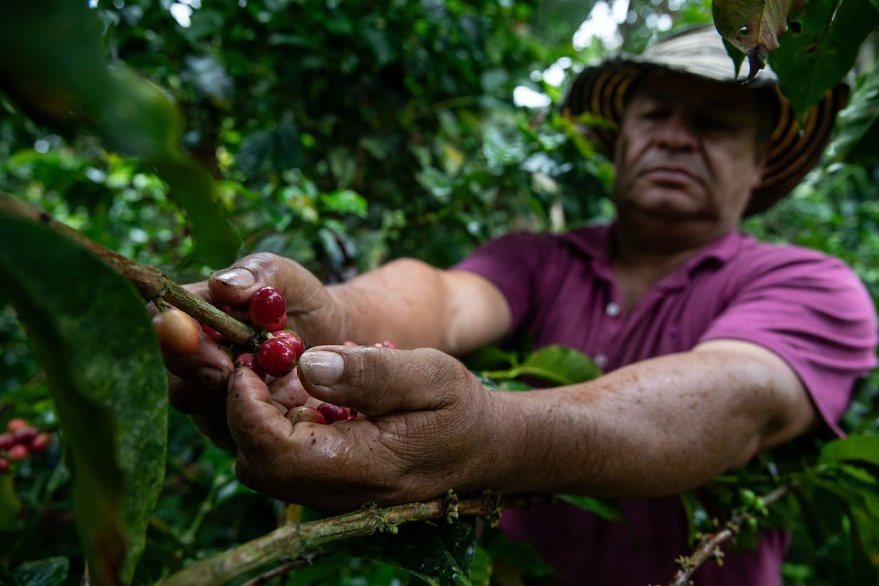 En Colombia, el capital operativo puede consumir más de la mitad de la cosecha de los pequeños caficultores, limitando su capacidad de negociación.