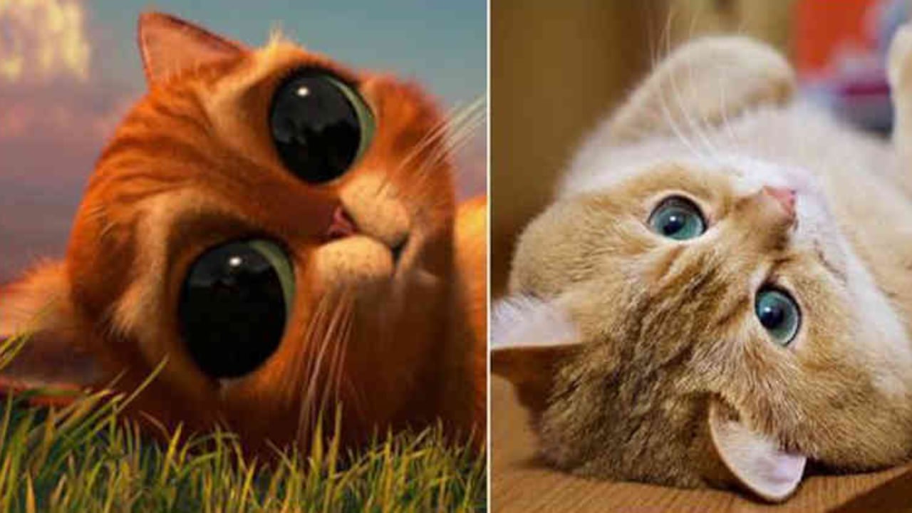 Pantallazo/ Instagram hosico_cat