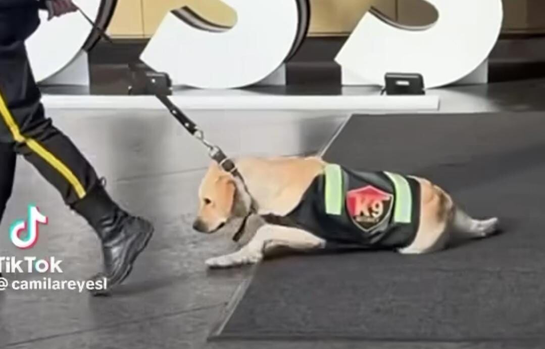 Denuncian maltrato animal en Centro Comercial Andino