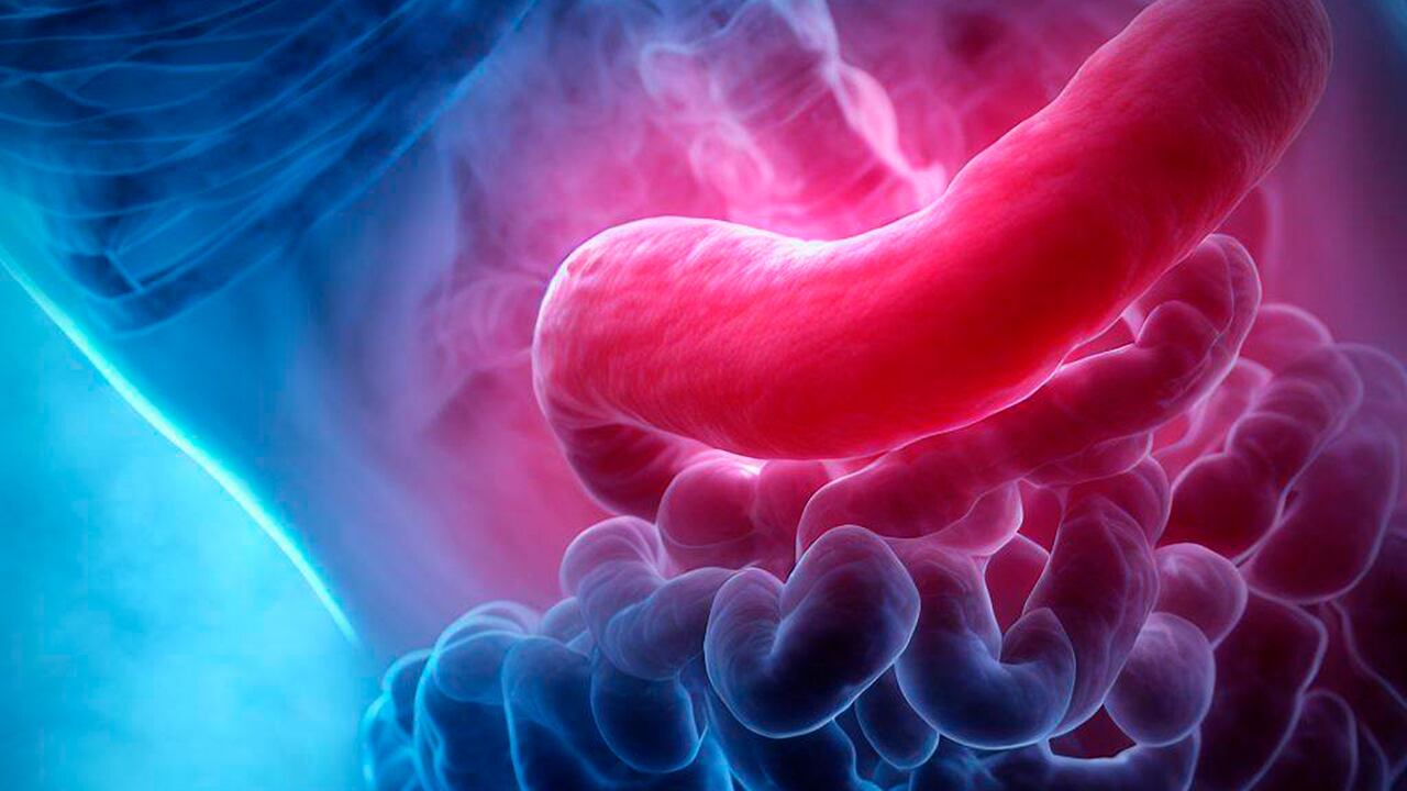 Expertos estudian los beneficios del plátano para prevenir el cáncer en el estómago.