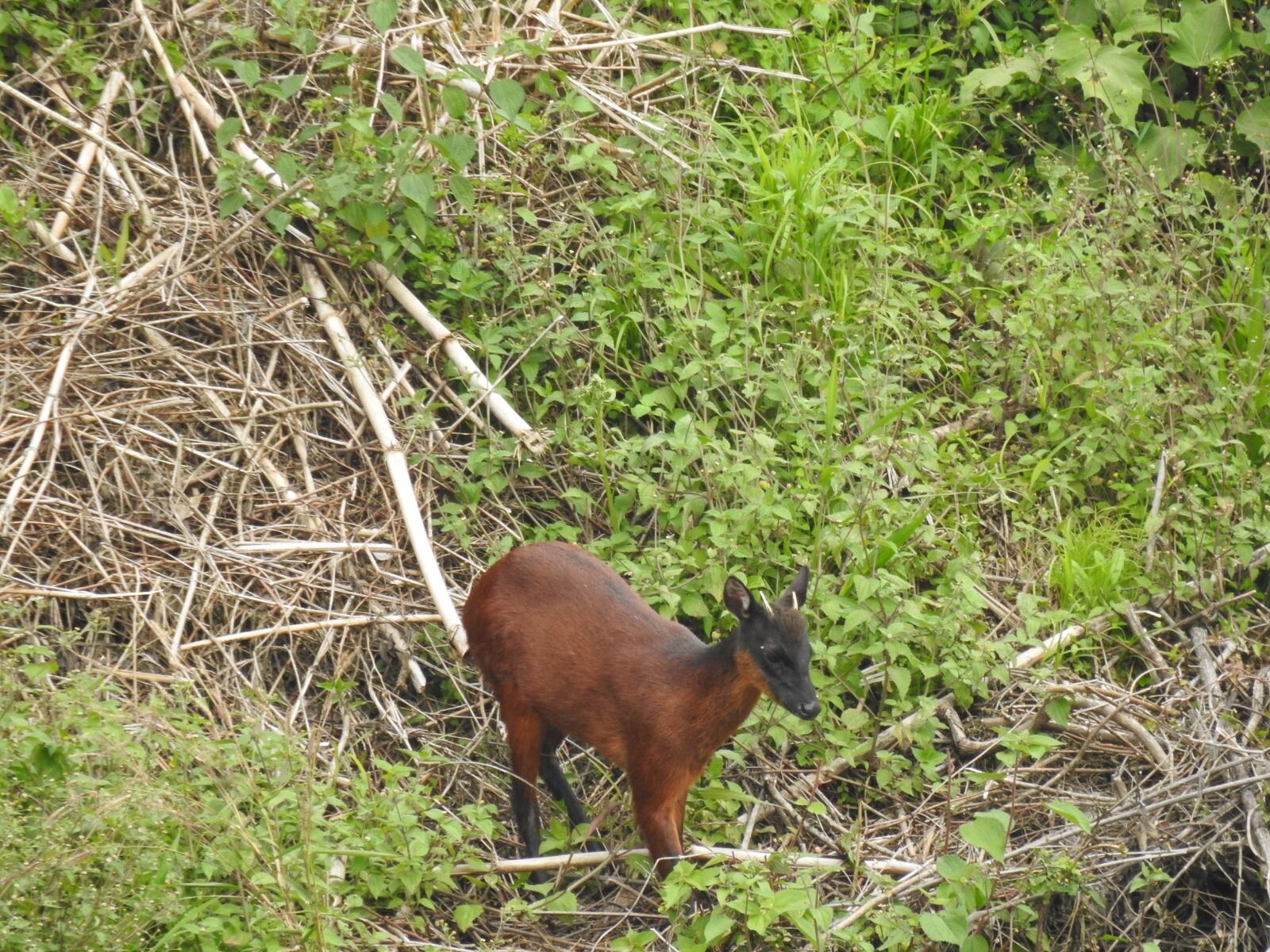 Perros abandonados amenazan la biodiversidad del Huila; esta es la razón.