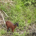 Los perros en la zona amenazan al el venado colorado (Mazama rufina).