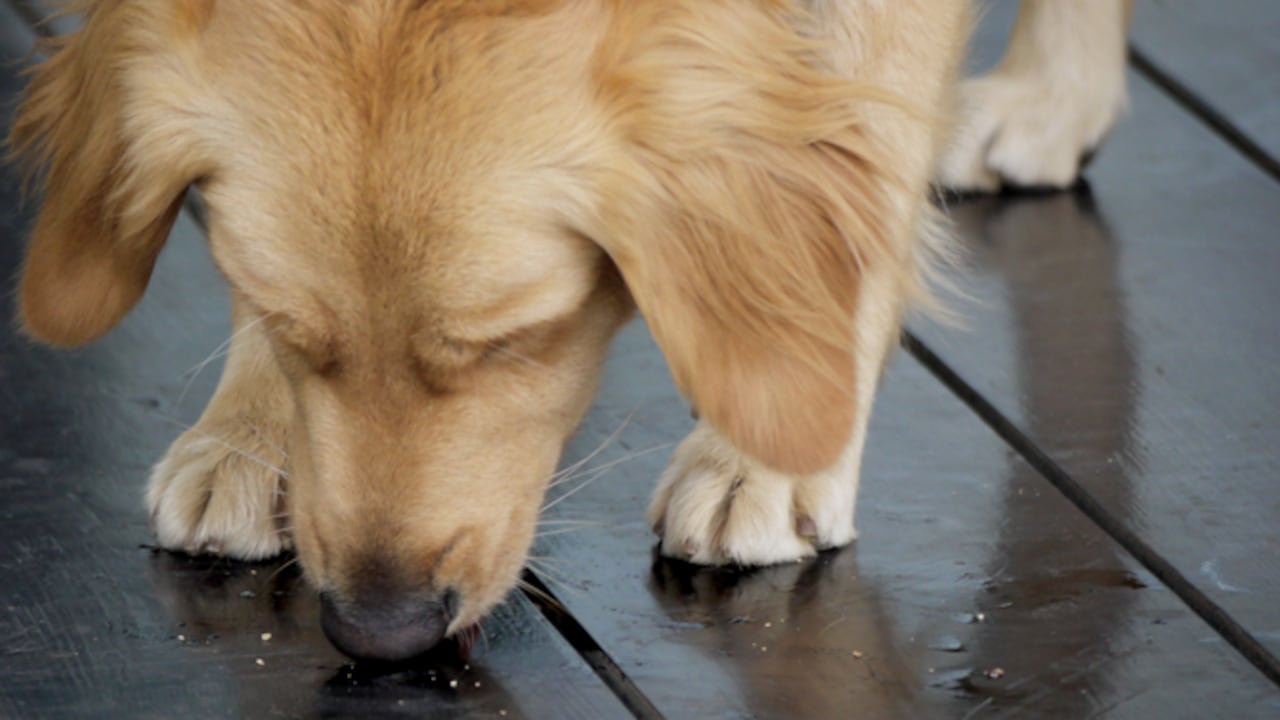 perro lamiendo orines