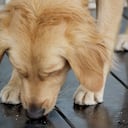 perro lamiendo orines