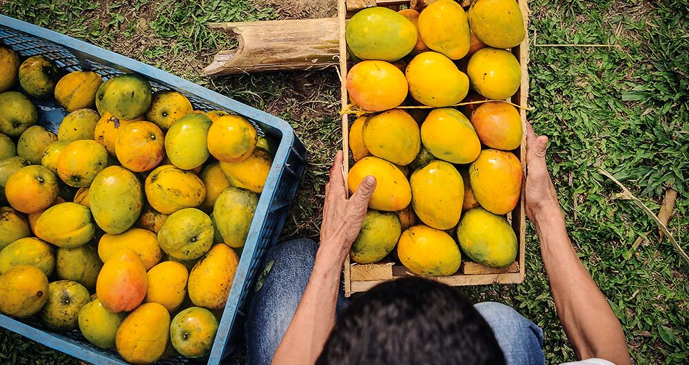 El agro estuvo débil en el primer mes del año, en parte, por la crisis de contenedores y la inflación que incrementa el precio de los productos y reduce  las expectativas de producción y de demanda de alimentos.