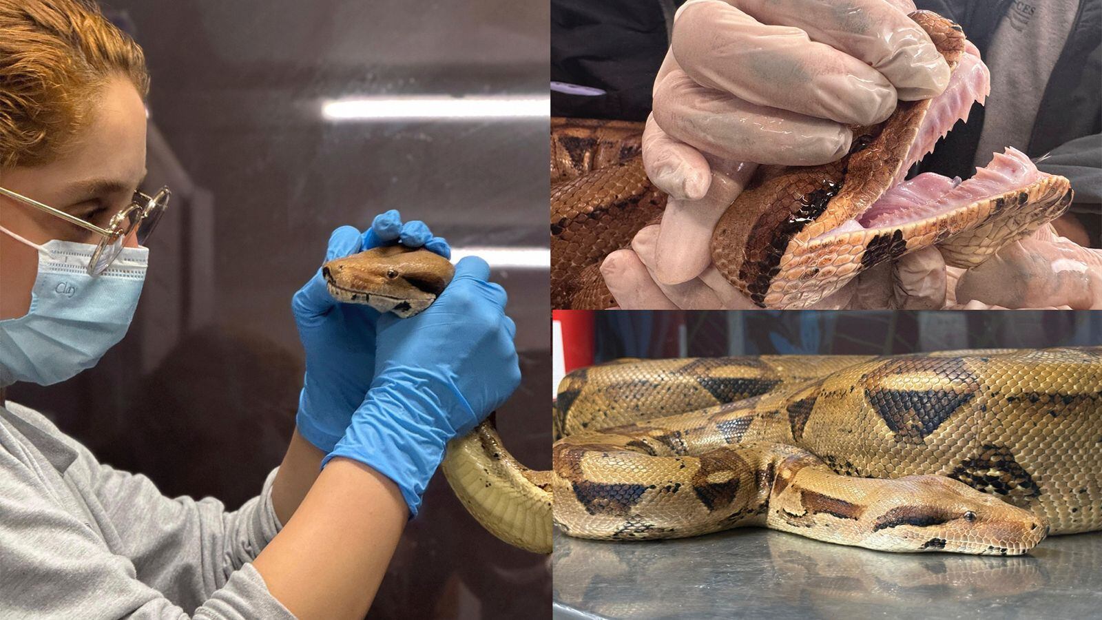 Boa constrictor, de 15 kilos, encontrada en el barrio Loma de los Bernal, en la comuna 16 - Belén, en Medellín.