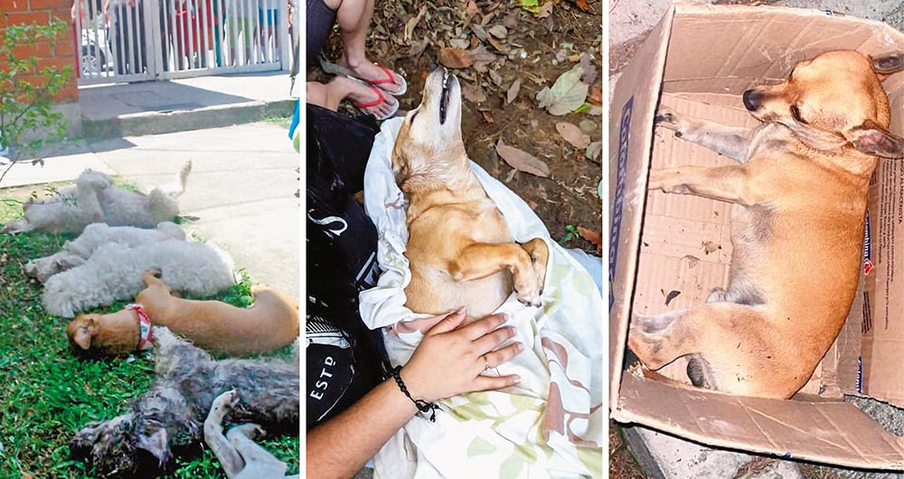    Estos son algunos de los perritos envenenados en Bucaramanga. Presentan el mismo cuadro traumático antes de fallecer. La comunidad pide justicia. 