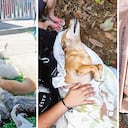 Estos son algunos de los perritos envenenados en Bucaramanga. Presentan el mismo cuadro traumático antes de fallecer. La comunidad pide justicia.