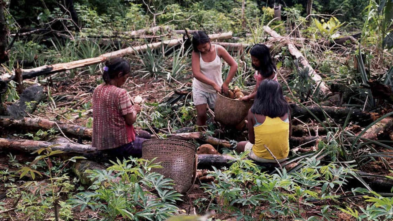 Mujeres indígenas recogen alimentos en sus chagras. Foto: Stefan Ruiz / Fundación Gaia Amazonas.