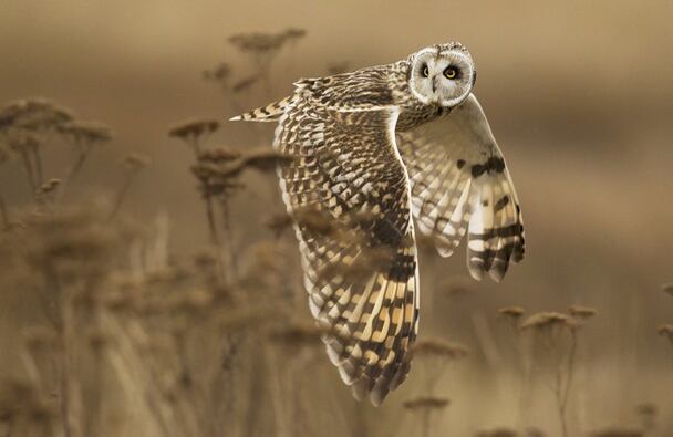 Mención honorífica en la categoría "Naturaleza": "Shoulder Check" (Inspeccionando)  Ubicación: Boundary Bay, Columbia Británica, Canadá  Fotografía y leyenda por Henrik Nilsson/Concurso de fotografía National Geographic 2014