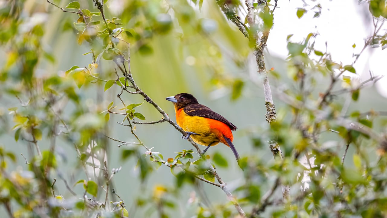 Flame-rumped tanager