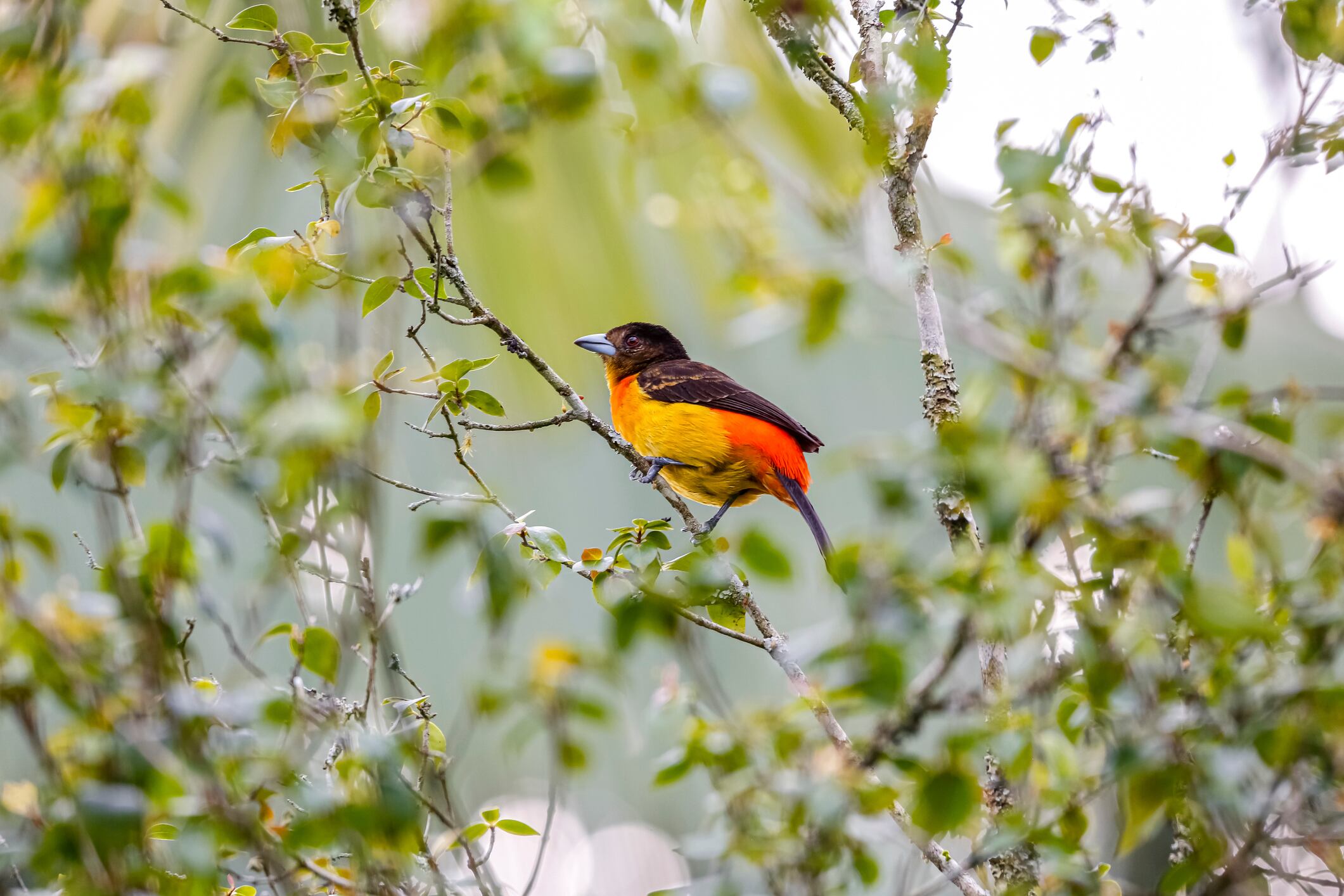 Flame-rumped tanager