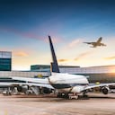 Los felinos se escaparon de su jaula y tuvieron que ser inmovilizados con una pistola tranquilizadora.