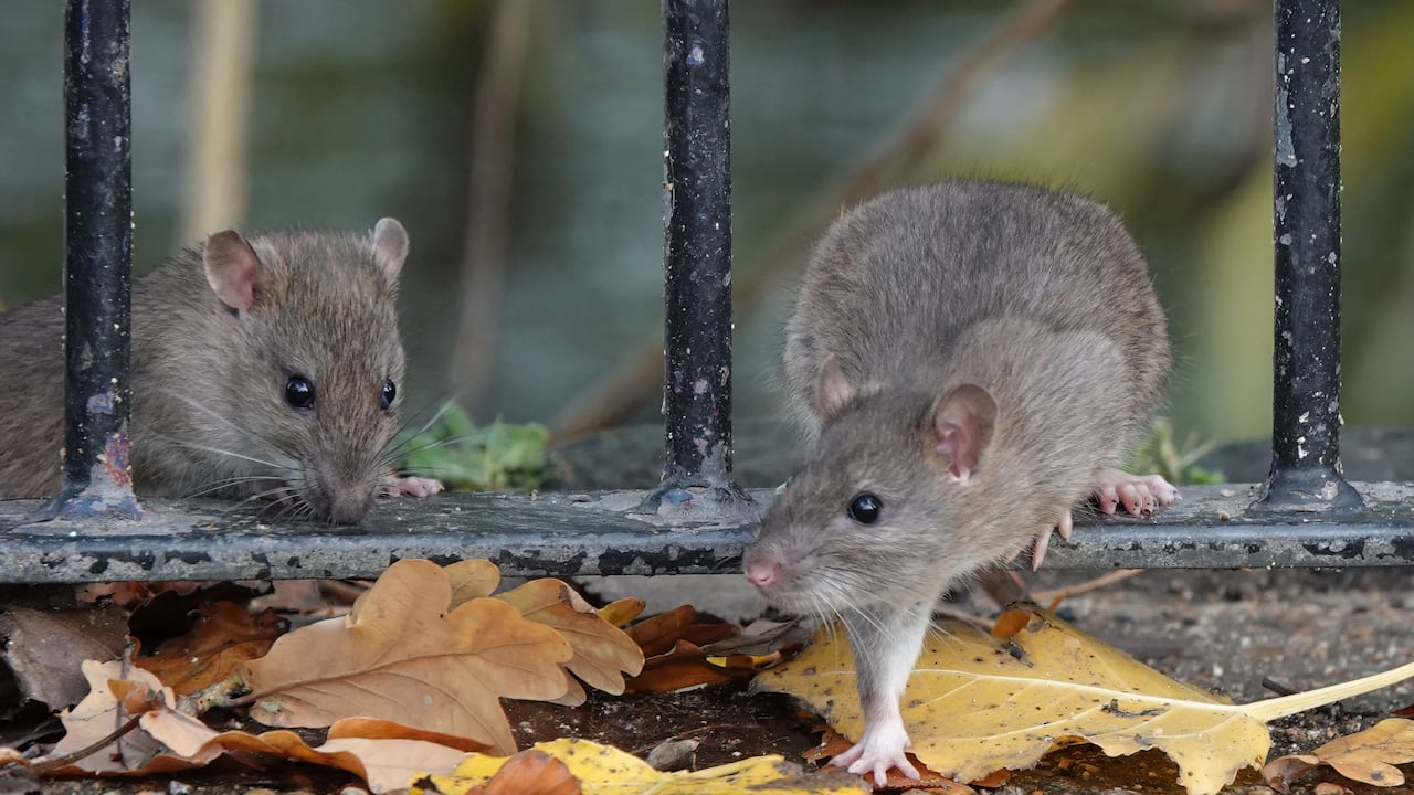 El bicarbonato de sodio tiene muchos usos.