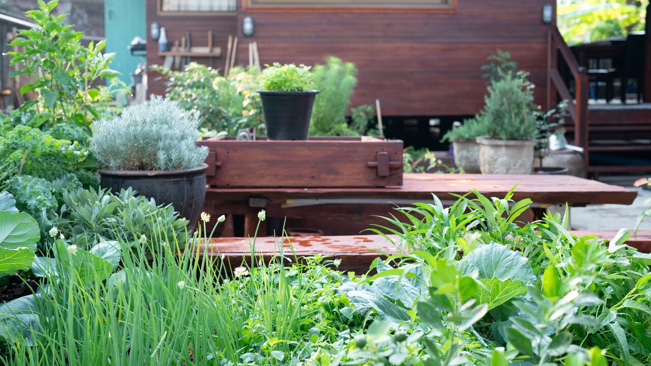 Los mejores lugares de la casa para colocar una planta