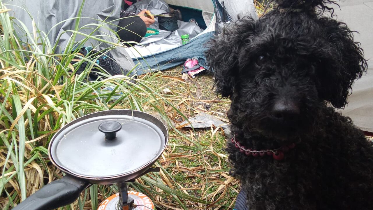 Hueso perrito desaparecido