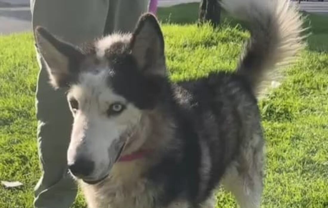 La historia de Scar ha sorprendido a los profesionales que lo atienden. - Imagen del IDPYBA