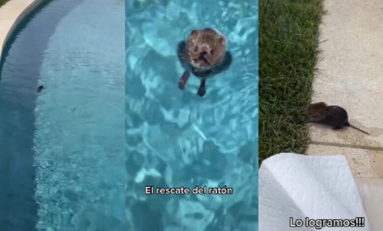 La cantante mexicana logró que el ratón regresara a su hábitat.