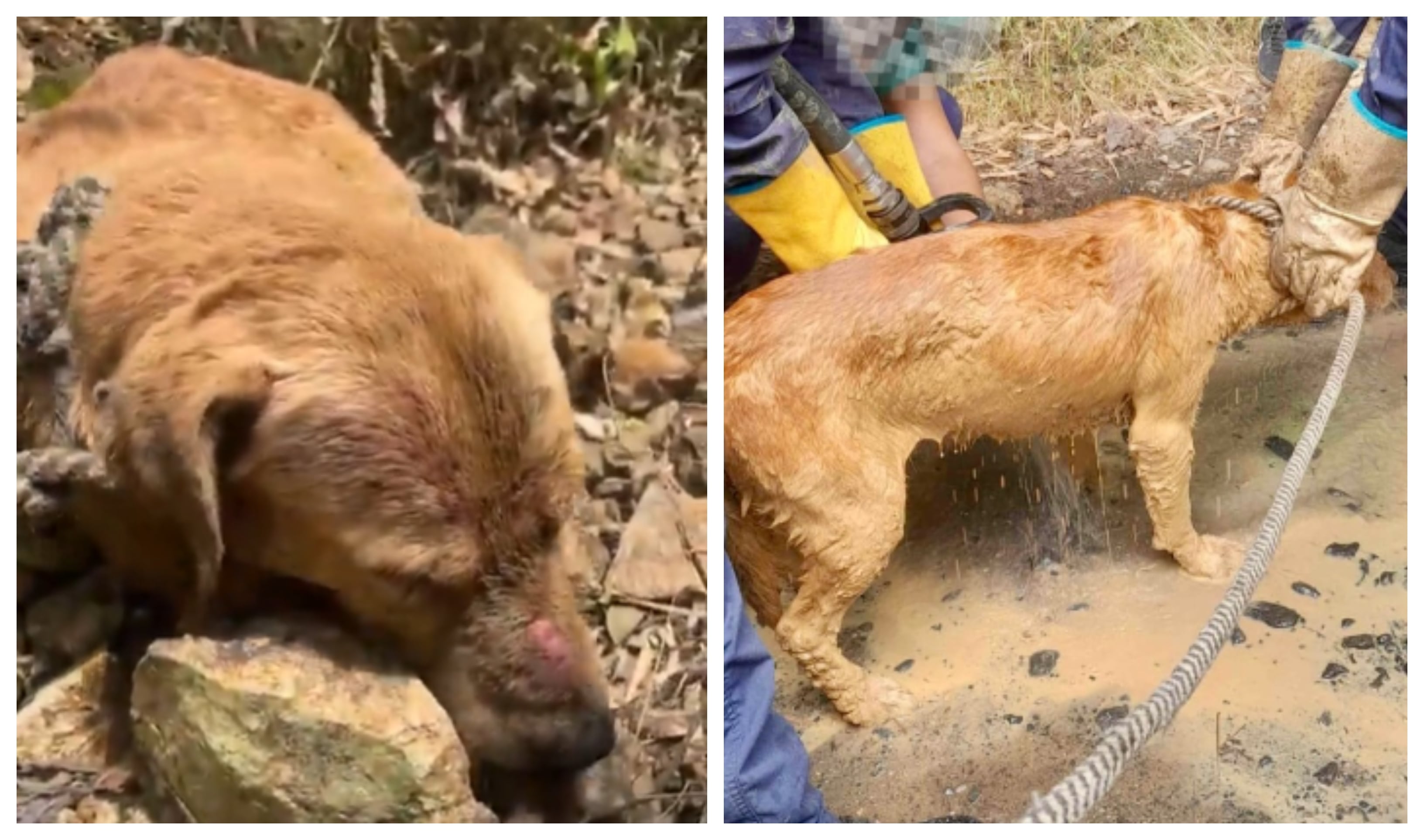 Perro salvado tras ser enterrado vivo en Floridablanca, Santander.