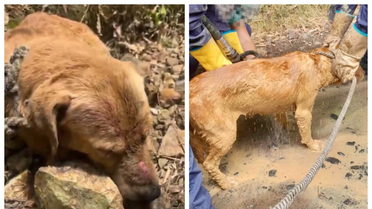 Perro salvado tras ser enterrado vivo en Floridablanca, Santander