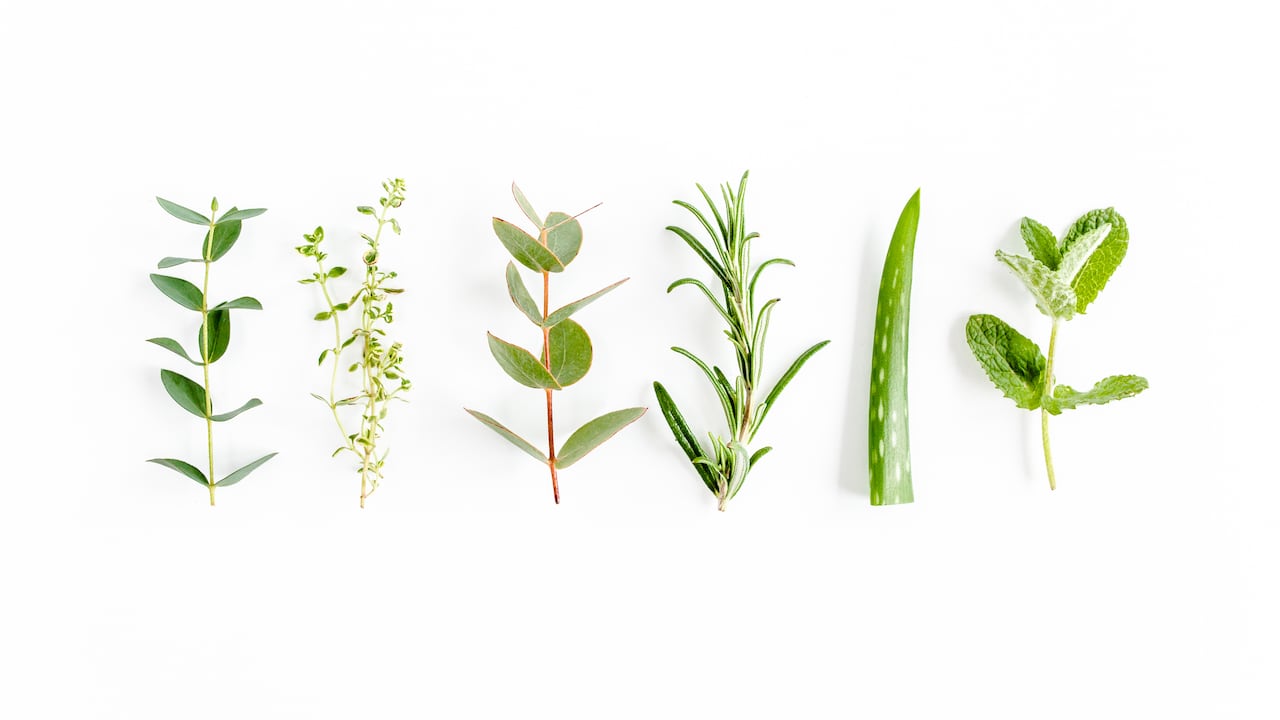 El romero y el eucalipto son utilizados con diferentes fines en los hogares.