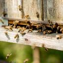 La presencia de un enjambre de abejas dentro de la casa puede ser muy molesta.