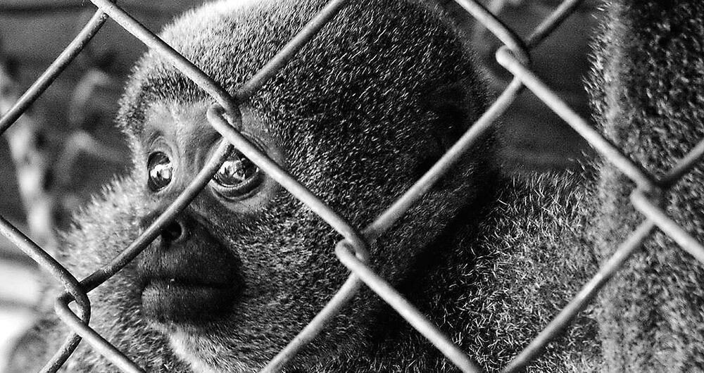 Los traficantes comercian, sobre todo, el mono araña, el tití cabeciblanco y el cariblanco, todos en peligro crítico de extinción.