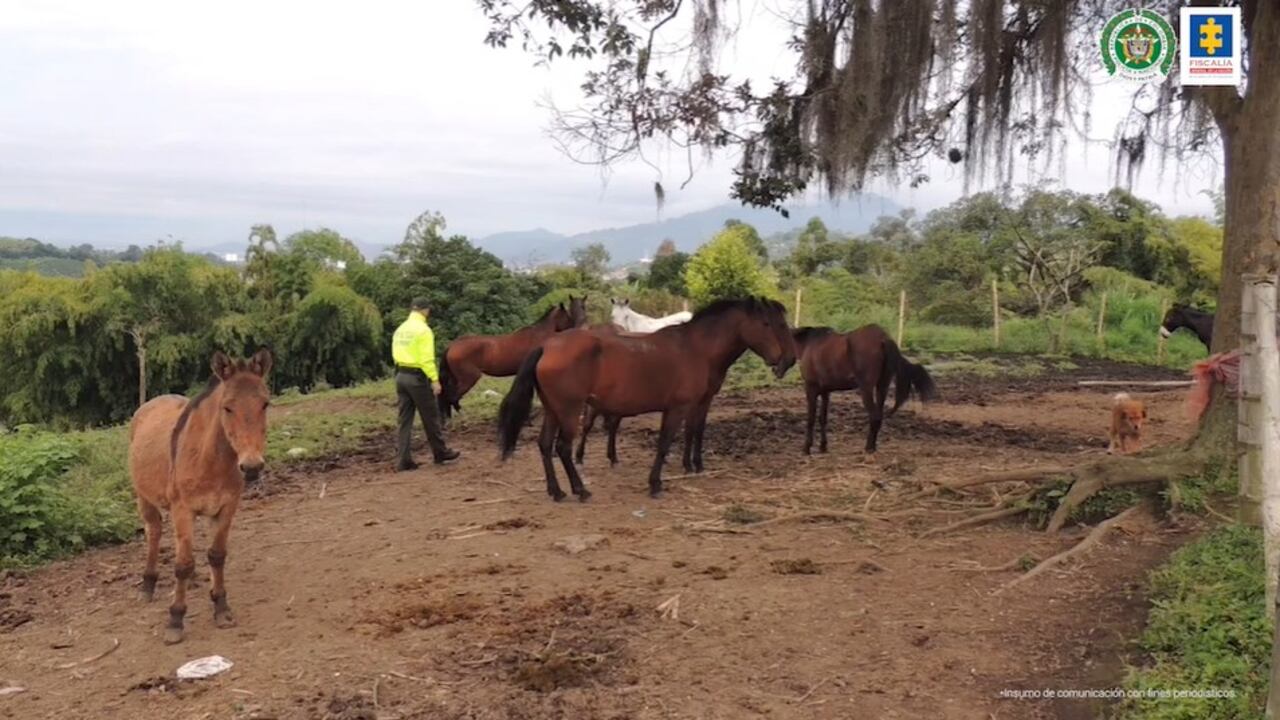 La Fiscalía desarticuló una red de tráfico de carne que usaba caballos enfermos para sacrificarlos y ponerlos en venta.