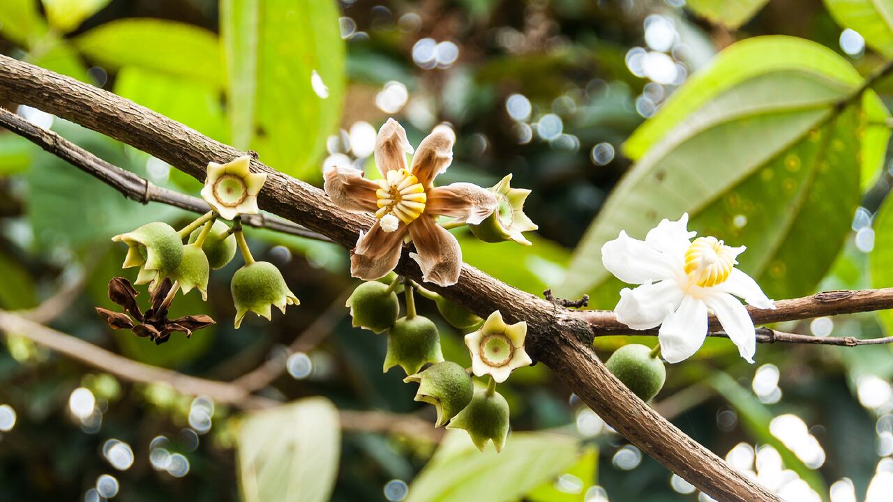 Las Plantas Alimenticias No Convencionales que crecen en la región amazónica, representan una alternativa para la demanda alimentaria de las comunidades.